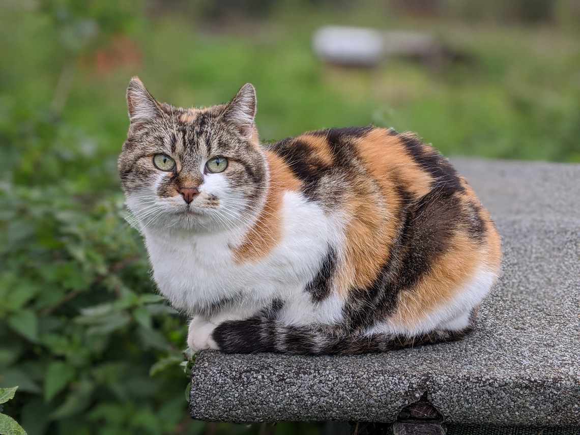 Un chat pensionnaire de la Coloc d'AVA